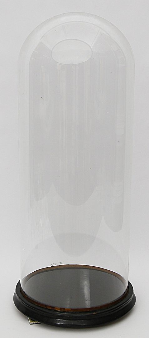 Biedermeier-Glassturz.