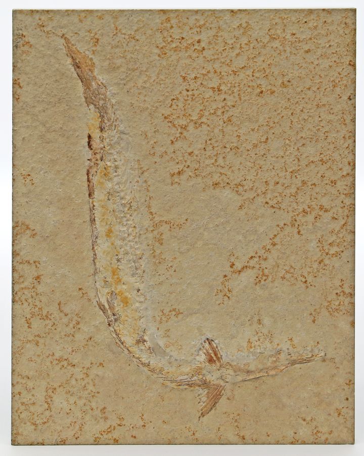 Plattenkalktafel mit fossilem Fisch.