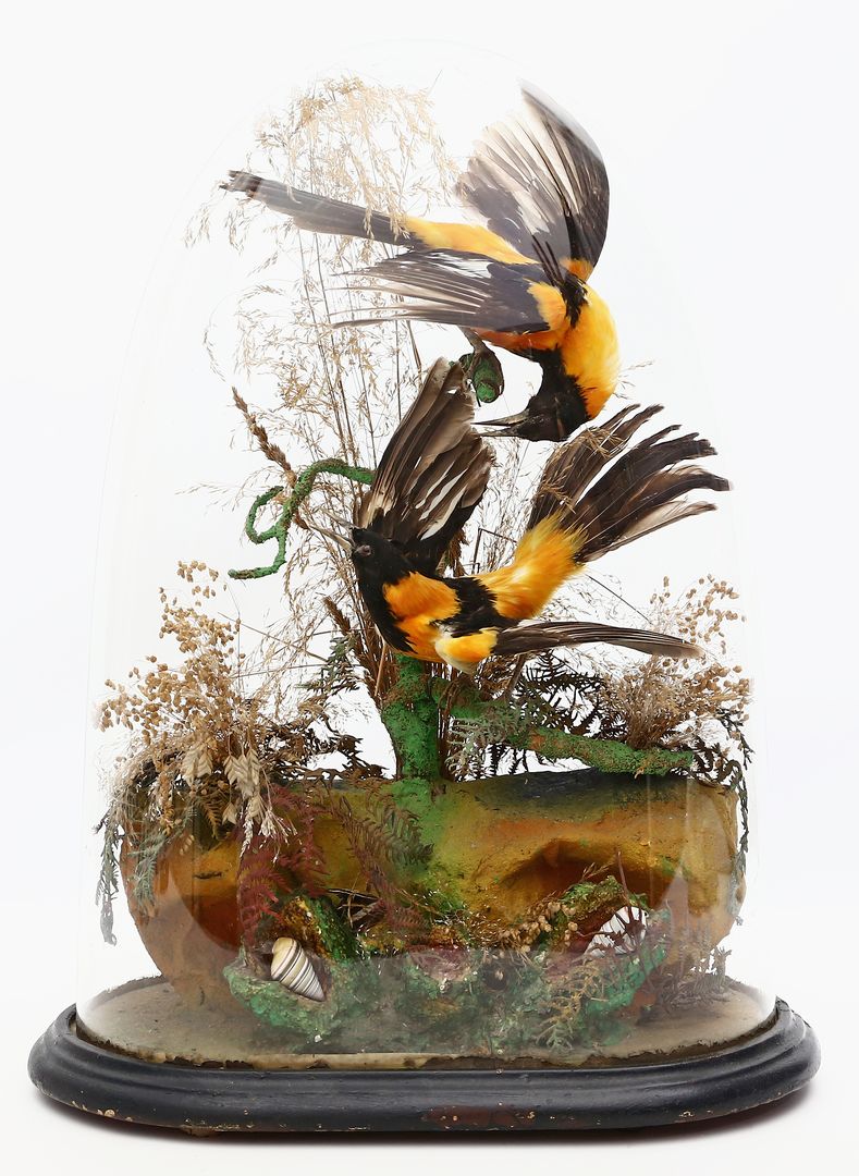 Glassturz mit Vogel- und Trockenblumen-Assemblage.